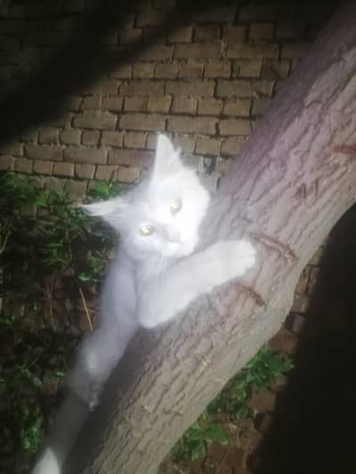 Persian cat for sale in Chenab Nagar