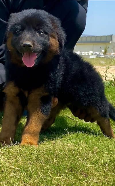 German Shepherd 2 month for sale