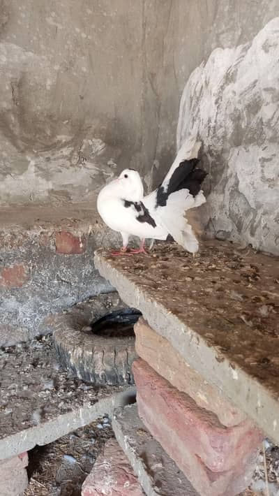 top quality pigeons