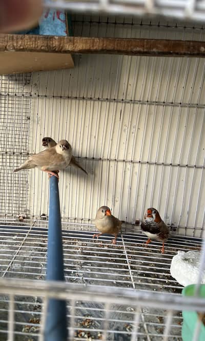 Bb/Ob Split Finch 2 Pairs For Sale