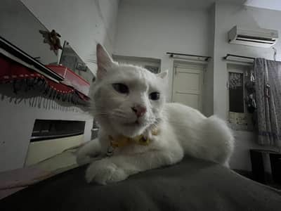 Female Persian Cat Double Coat with Blue eyes for adoption