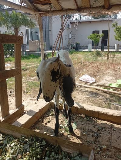 bakri. goat