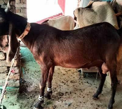 Bakra for Qurbani 2026 healthy and Active