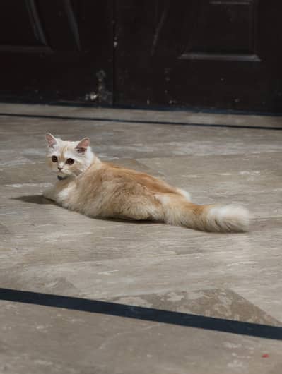 Persian Cat