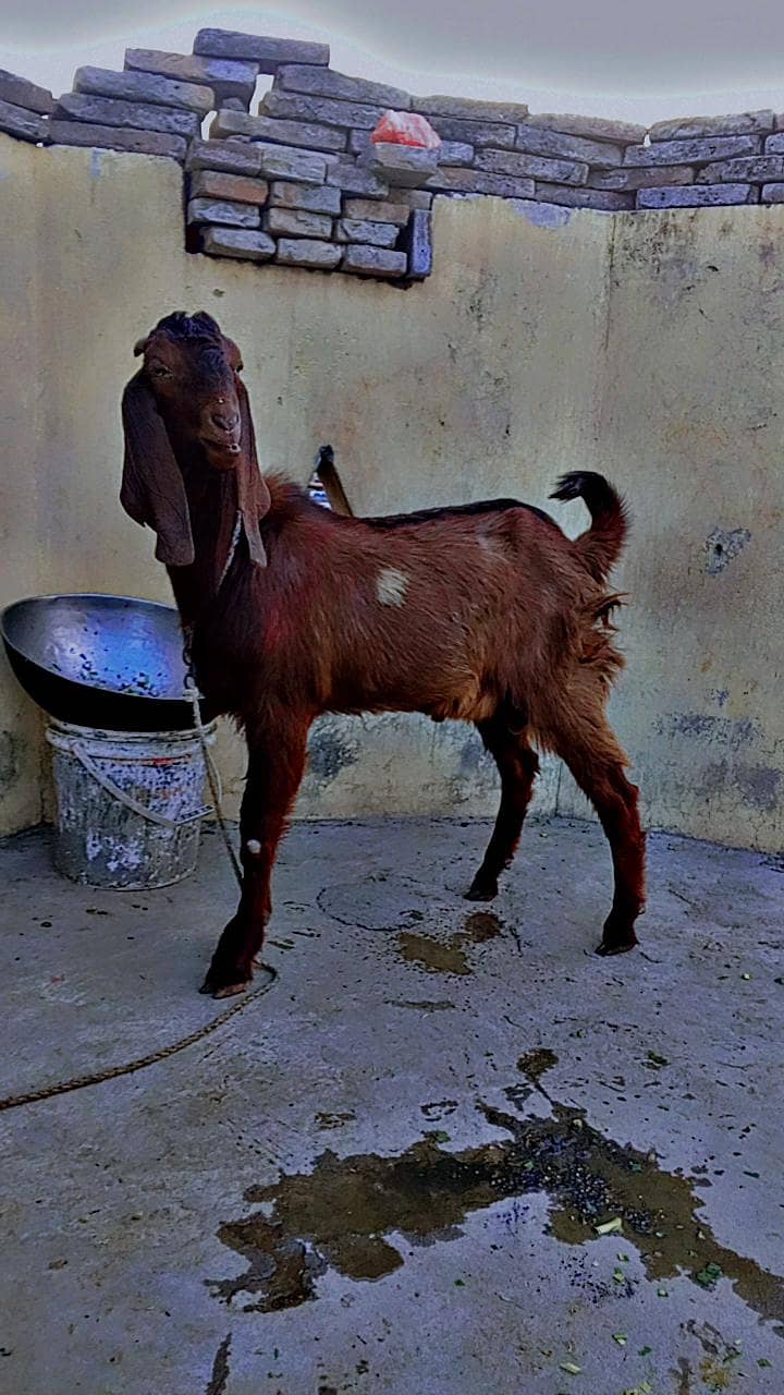 Bakra 1