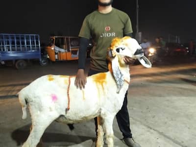i am sell the chatra gr ka pahla hova ha