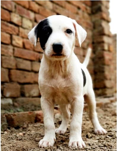 Top Quality Bully dog Cross Puppy - Healthy Active
