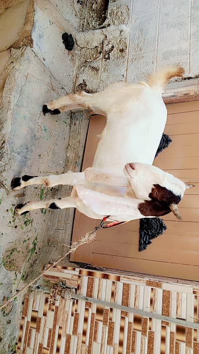 ek Bakra aur dumba