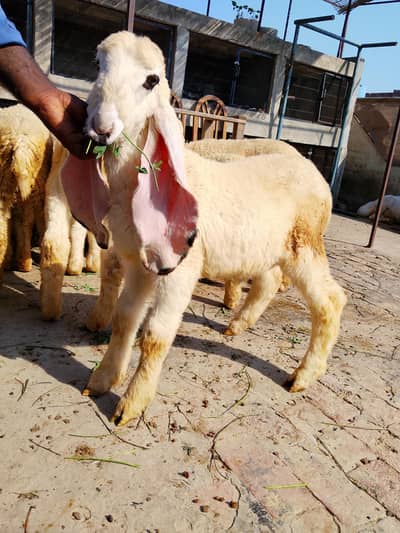 5 point complete kajla male 3 month age