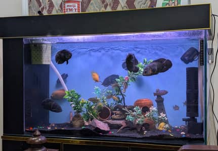 Fish Aquarium with Sump Filter - Purigen, Ceramic Rings, Live Plant