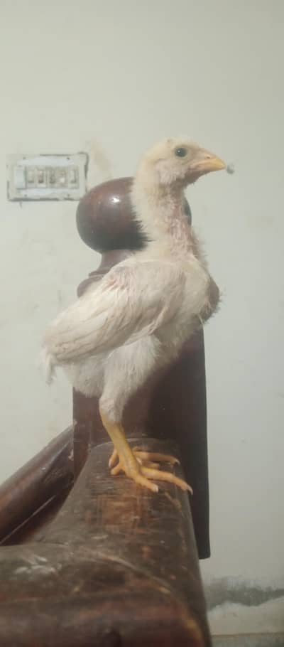 white shamo sale