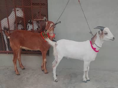 2 dant khubsurat blade khassi teddy bakre jori for qurbani