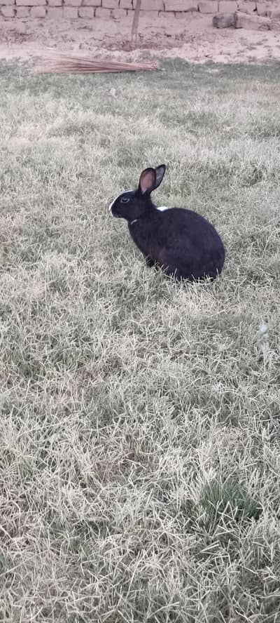 rabbits for sale