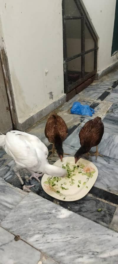 Heera aseel +lakhiya