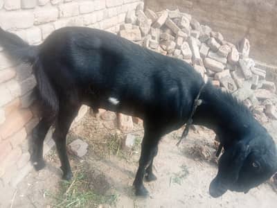 Bakra