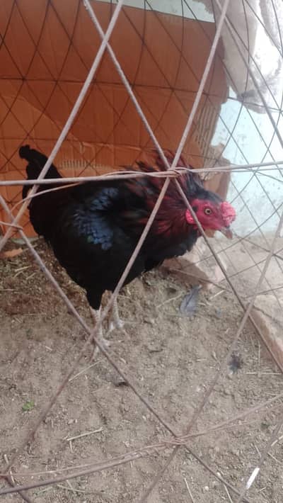 Healthy and active Male For Sell Whatsapp No 03162157353