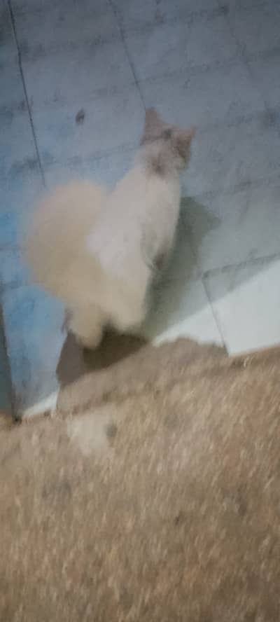 White Fluffy Cat for Sale 