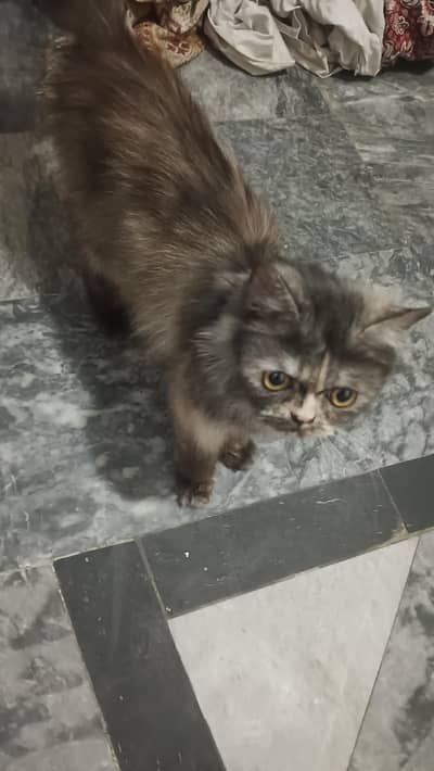 Persian Cats