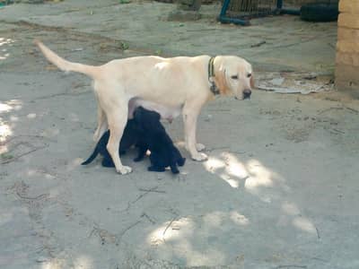 Labrador mix breed German shepherd puppies