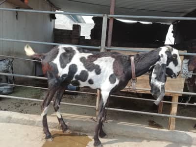 bakri kala dabba