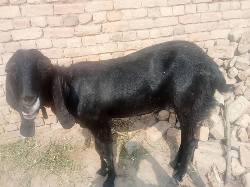 Bakra 0