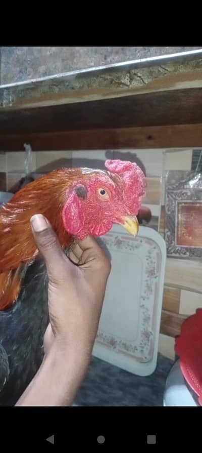 for sale contact on my what's app