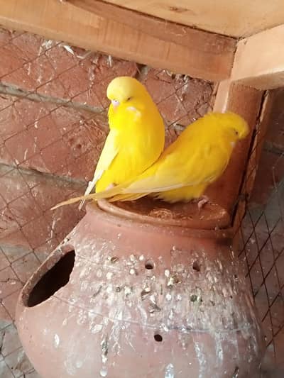Exibiction breedr pair available