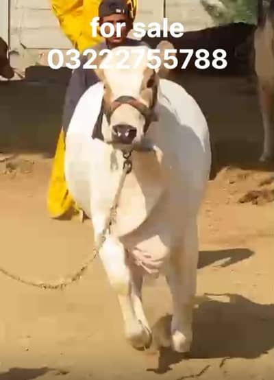 Qurbani 2026