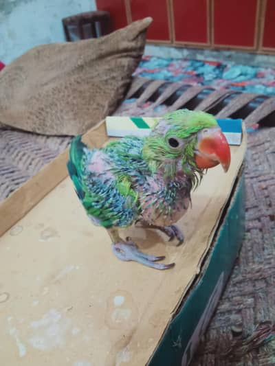 raw parrto