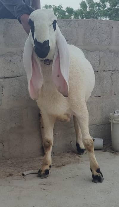 kajhla or khara