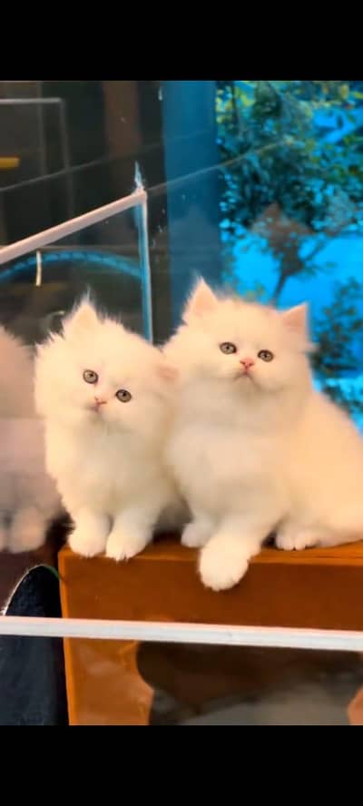Persian cat's vaccinated  healthy active/WhatsApp 03316360929