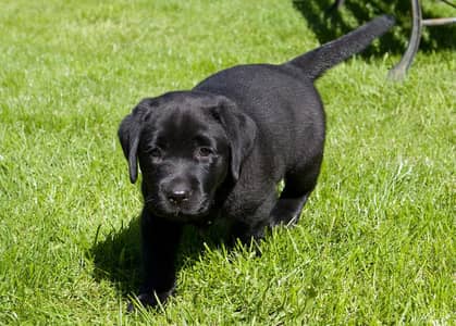 black Labrador pedigree female puppy