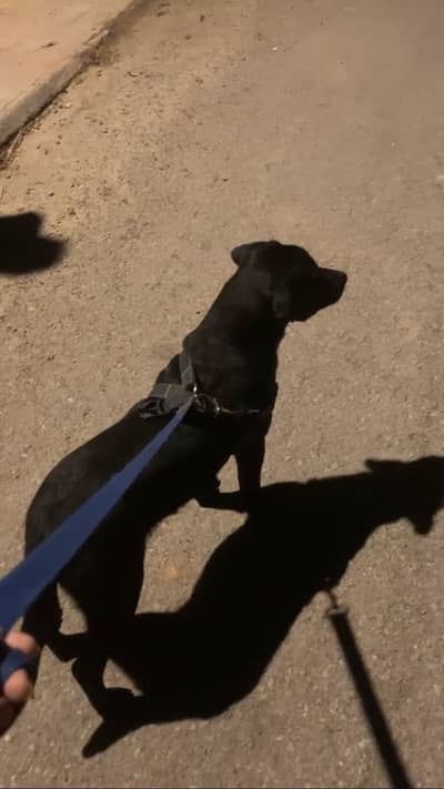 BLACK LABRADOR FEMALE