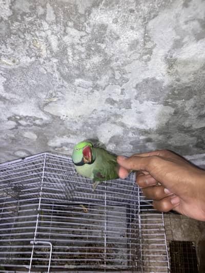Phadi Tota healthy bird ha pdha