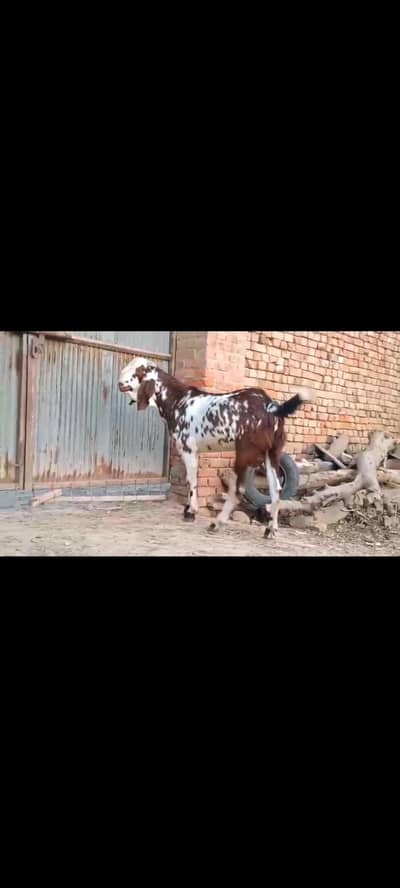 ماشاءاللہ بہت خوبصورت مکھی چینی بکرے قربانی والے