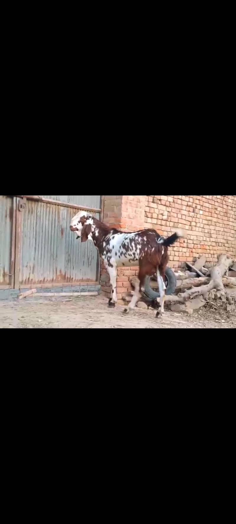 ماشاءاللہ بہت خوبصورت مکھی چینی بکرے قربانی والے 0