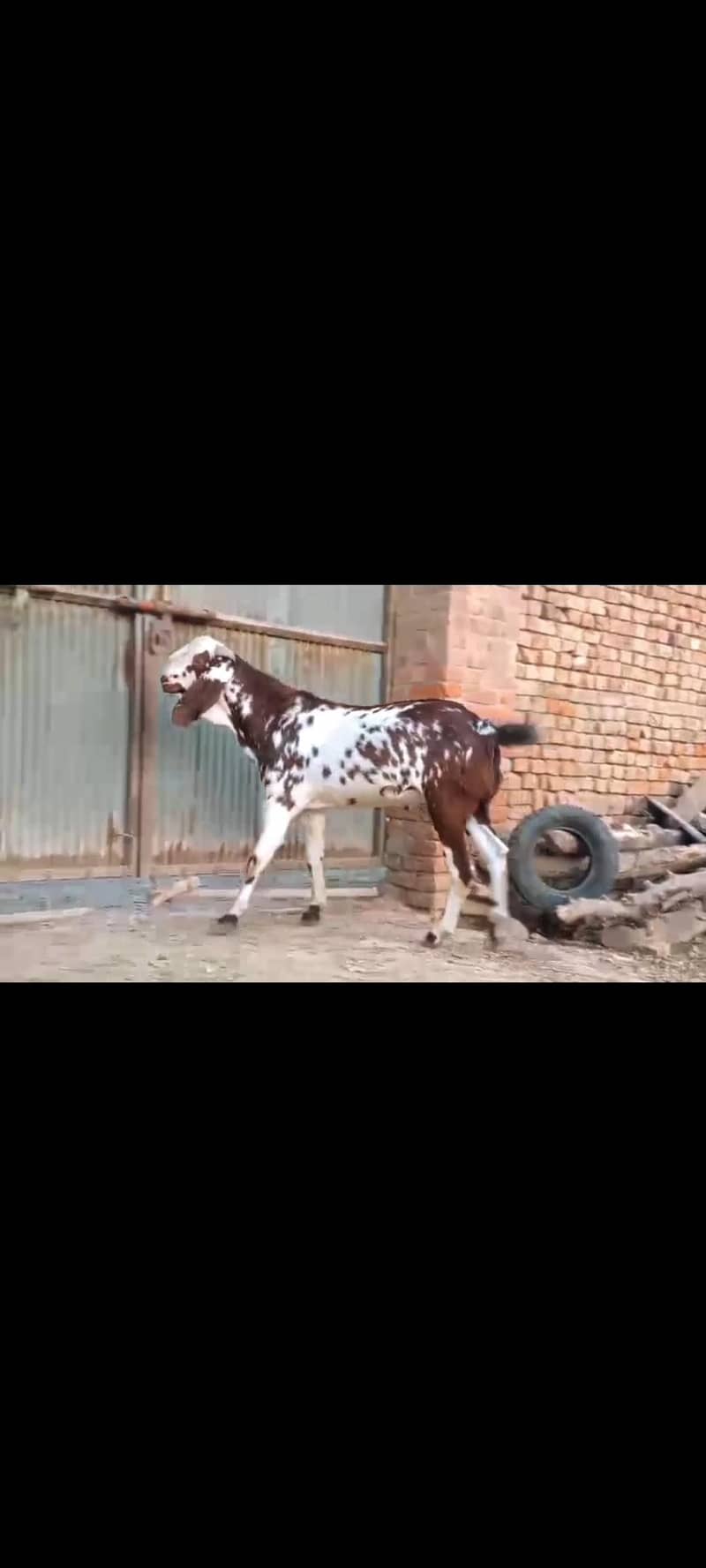 ماشاءاللہ بہت خوبصورت مکھی چینی بکرے قربانی والے 1