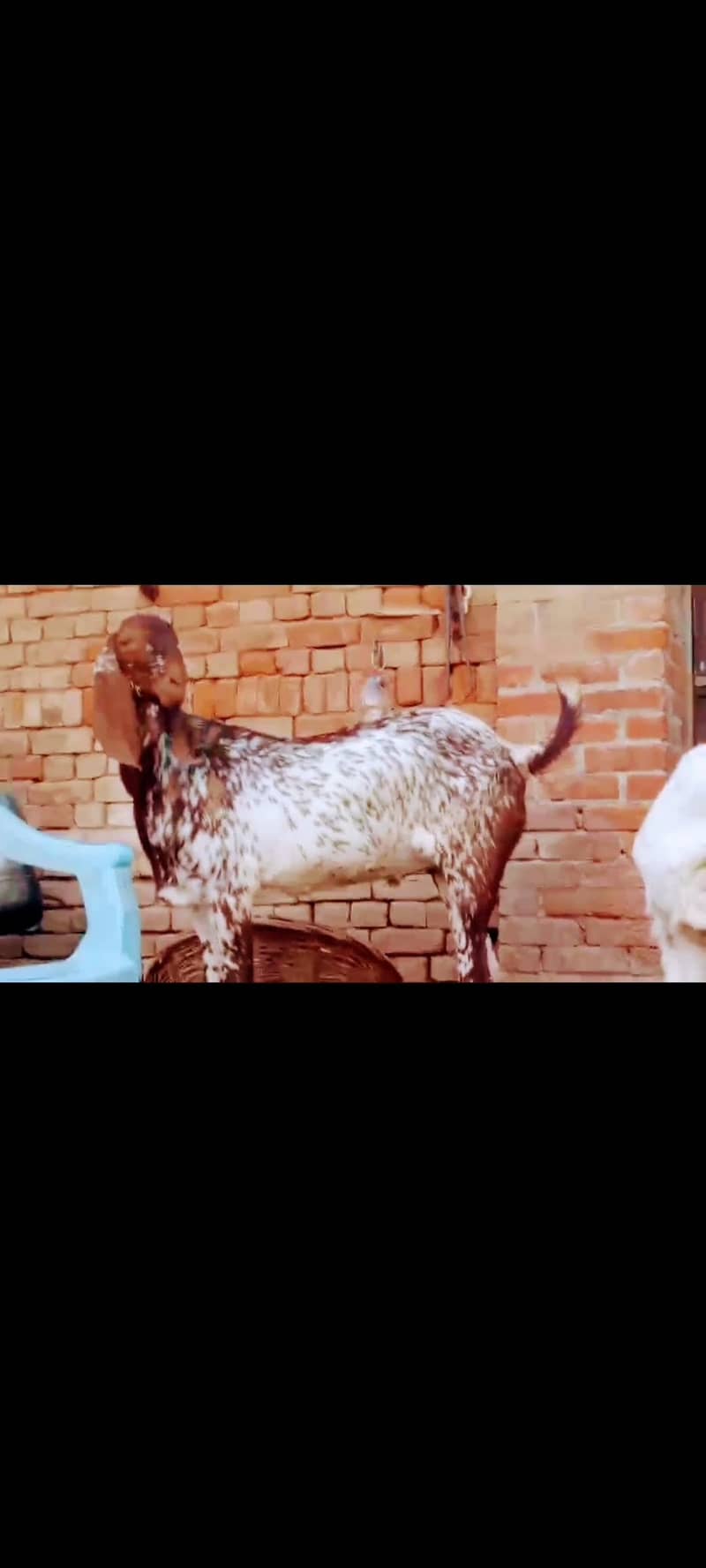 ماشاءاللہ بہت خوبصورت مکھی چینی بکرے قربانی والے 2