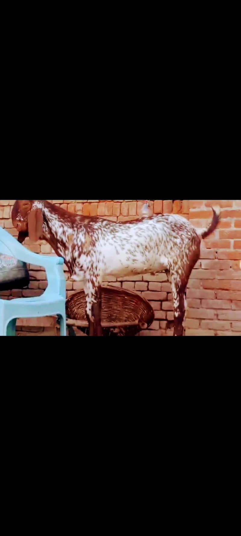 ماشاءاللہ بہت خوبصورت مکھی چینی بکرے قربانی والے 3