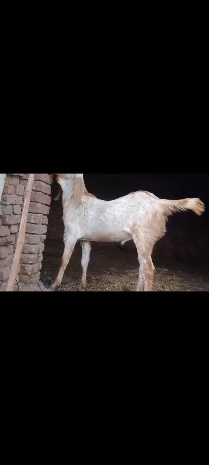 ماشاءاللہ بہت خوبصورت مکھی چینی بکرے قربانی والے 4
