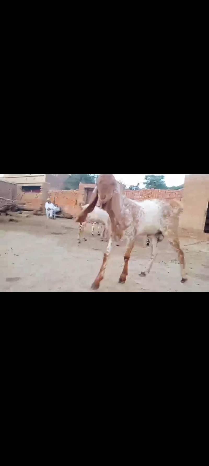ماشاءاللہ بہت خوبصورت مکھی چینی بکرے قربانی والے 5