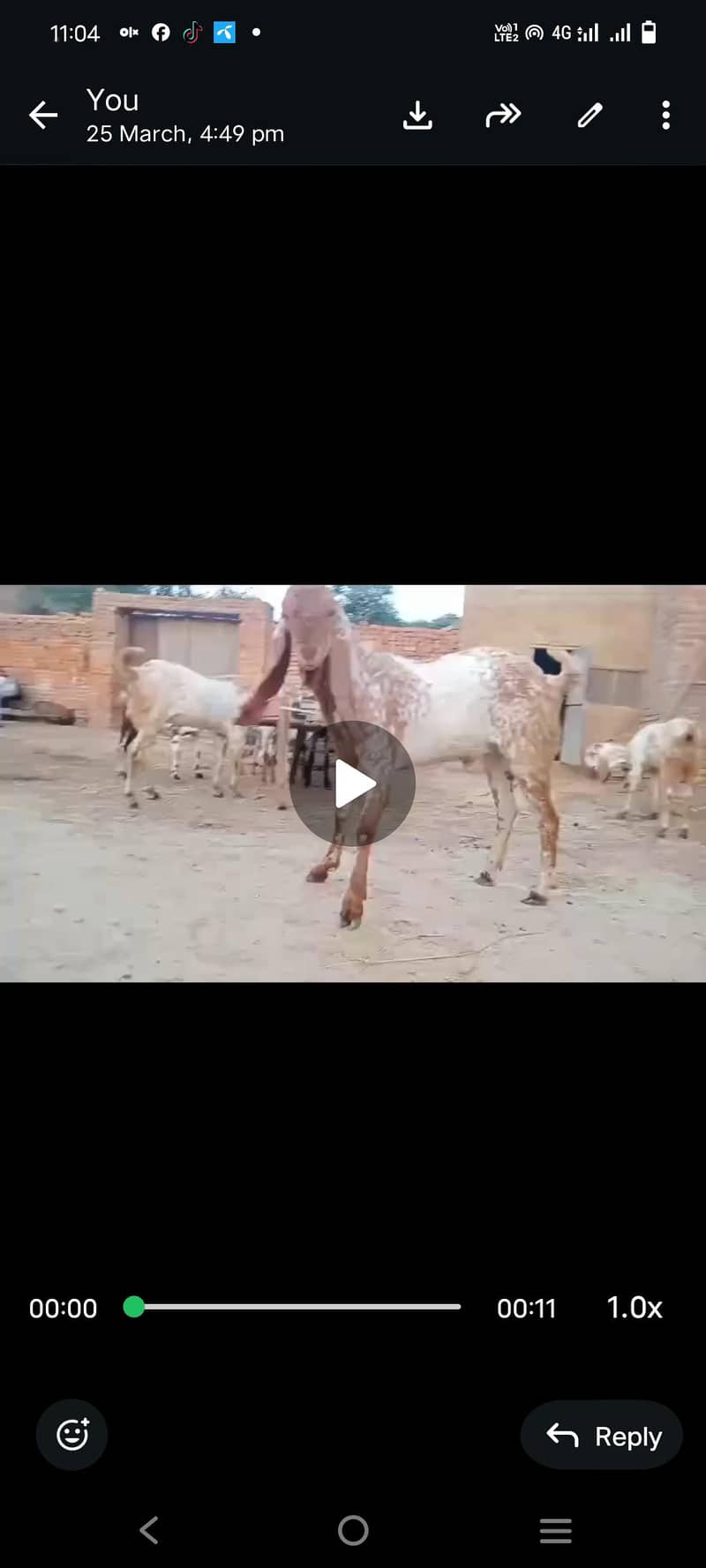 ماشاءاللہ بہت خوبصورت مکھی چینی بکرے قربانی والے 6