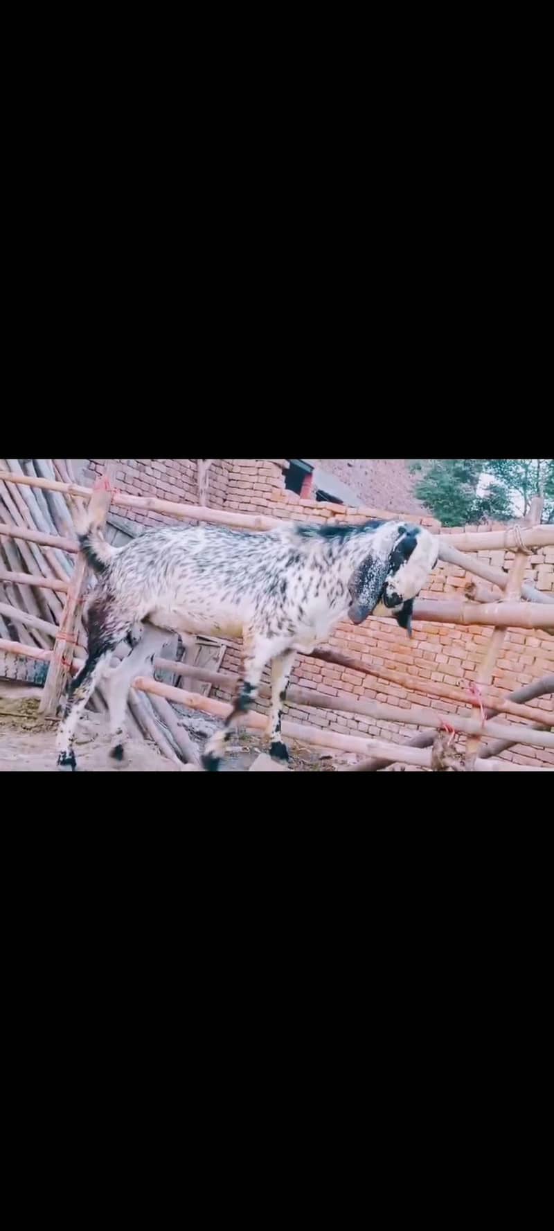 ماشاءاللہ بہت خوبصورت مکھی چینی بکرے قربانی والے 8