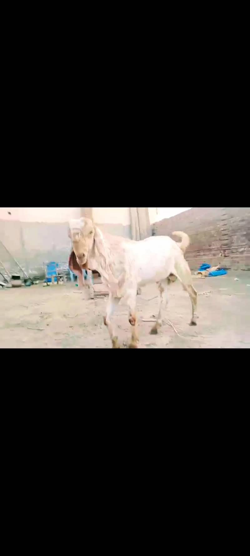 ماشاءاللہ بہت خوبصورت مکھی چینی بکرے قربانی والے 10