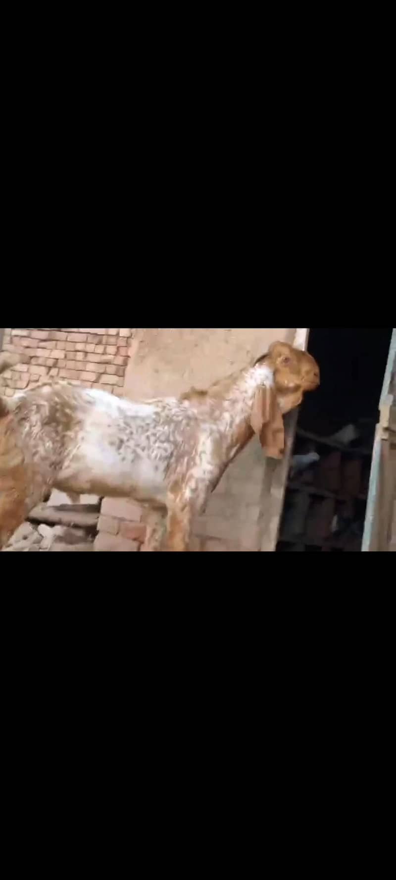 ماشاءاللہ بہت خوبصورت مکھی چینی بکرے قربانی والے 11