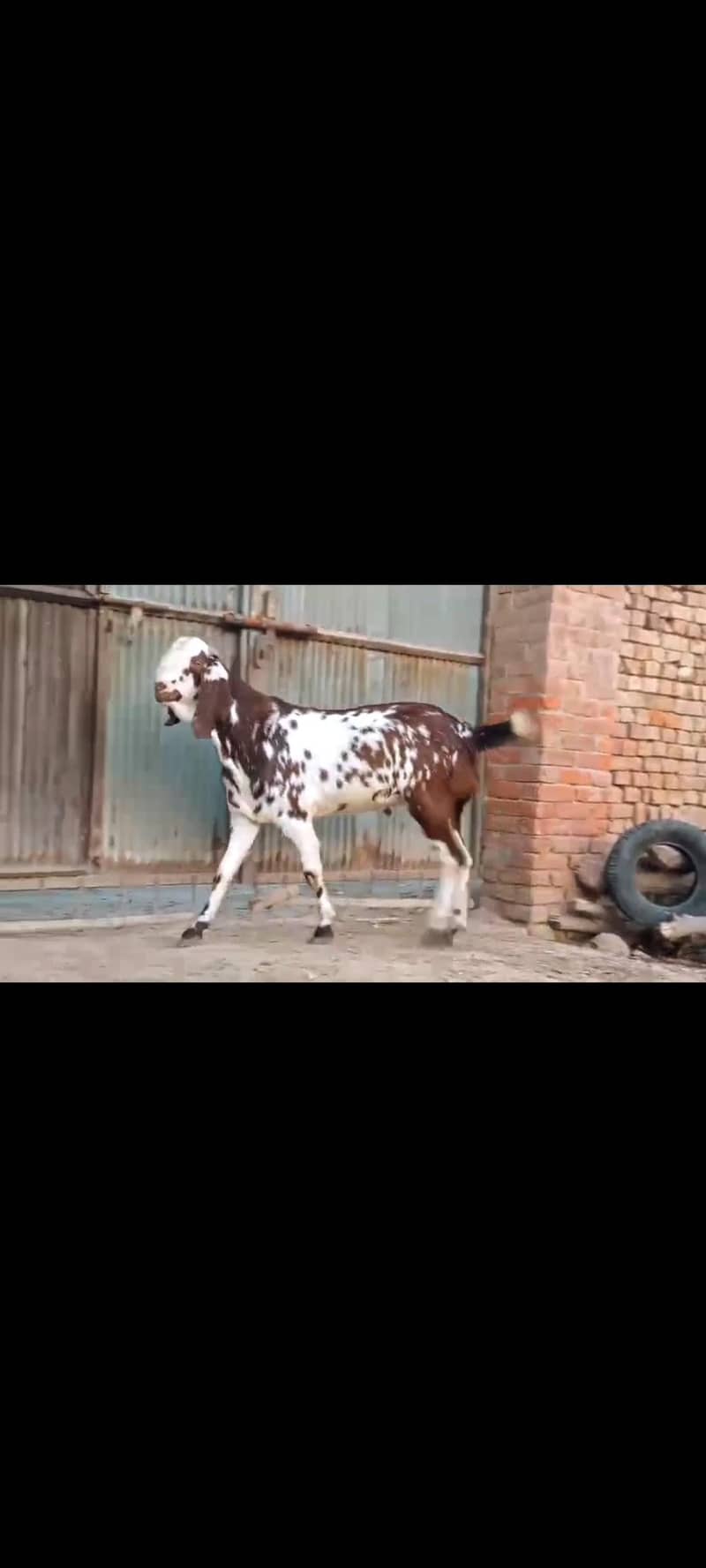 ماشاءاللہ بہت خوبصورت مکھی چینی بکرے قربانی والے 15
