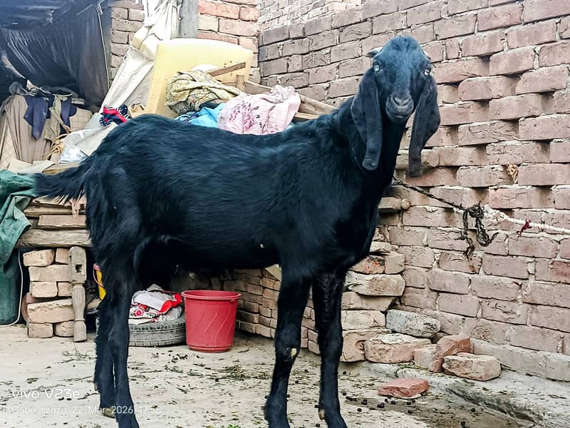 ماشاءاللہ بہت خوبصورت مکھی چینی بکرے قربانی والے 16