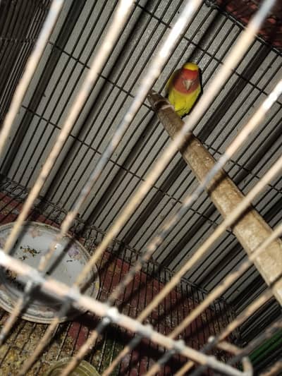 healthy love birds  for sale