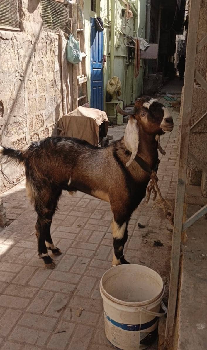 tapri bakra 0