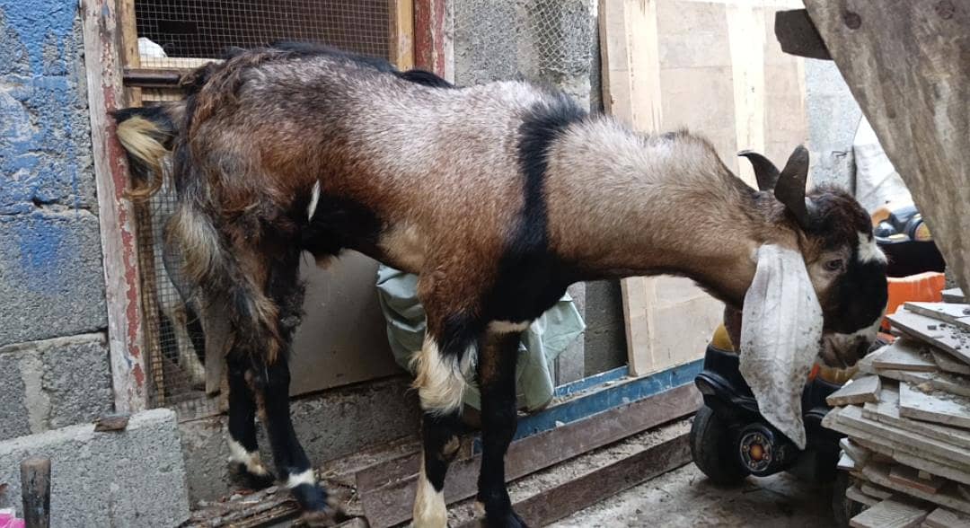 tapri bakra 1